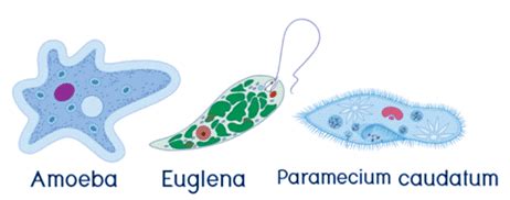 Protozoa Locomotion - Zoology Optional Notes for UPSC PDF Download
