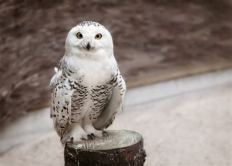 Owls in Michigan: 11 Species in the Great Lakes State