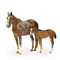 .:CVS Classic Veterinary & Surgical Udyog:.