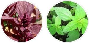 Splorias Hara Sag(Green Amaranth),Lal Sag(Red Amaranth) Seed Price in ...