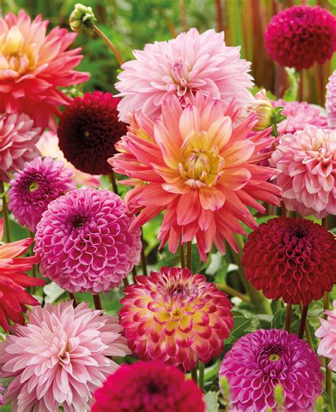 Top 25 Best Large Flowering Perennials | Hayloft