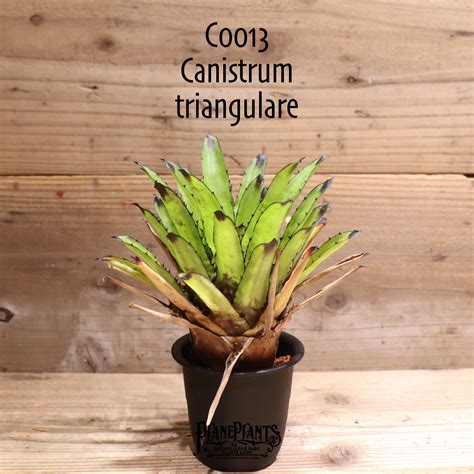 【送料無料】Canistrum triangulare〔カニストラム〕現品発送C0013 | plane plants
