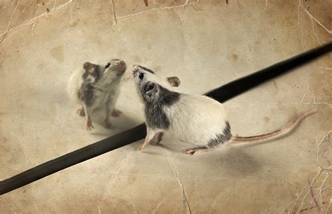 It's All About the Mice: How the Mouse is Used in Research | iQ Biosciences