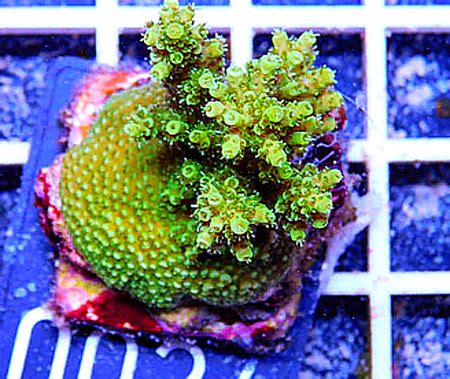 Schon ein Frühlingslüftchen in Sicht.... - Korallen Farm Joe&Co ...