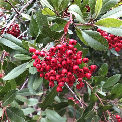 Toyon (Heteromeles arbutifolia), Saratoga Gap Open Space Preserve, California [3024 × 3024] [OC ...