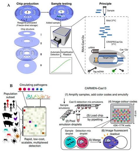 CRISPR-Powered Microfluidics in Diagnostics: A Review of Main Applications
