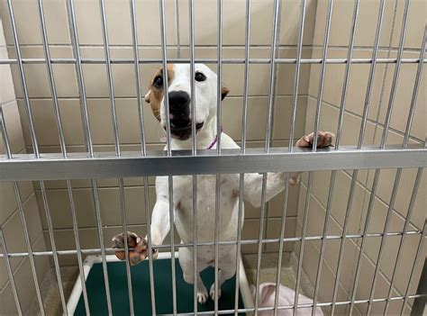 Guest opinion: Fatal dog maulings, overpopulation, underfunded shelters ...