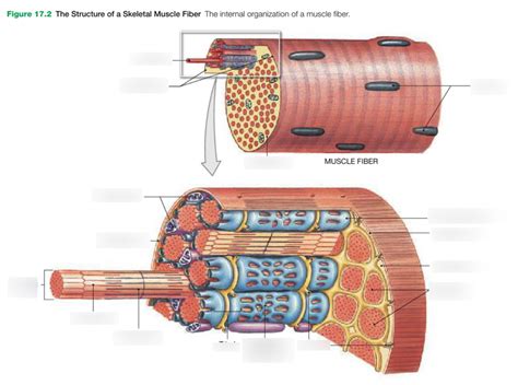 Image result for Skeletal Muscle Fiber Structure