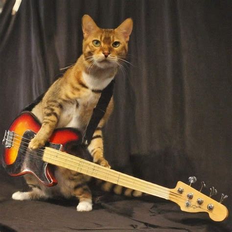 Cat Playing Guitar