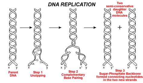 Image result for DNA Replication Class 12