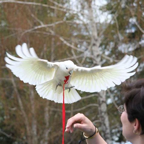 exotic bird for sale in Kolkata, pet for sale in kolkata | www ...