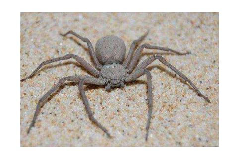 世界十大毒蜘蛛 第四名叫黑寡妇，第一极具攻击性_排行榜123网