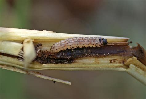 Insect Pests