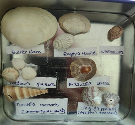 Sea Shell Collections 的图像结果
