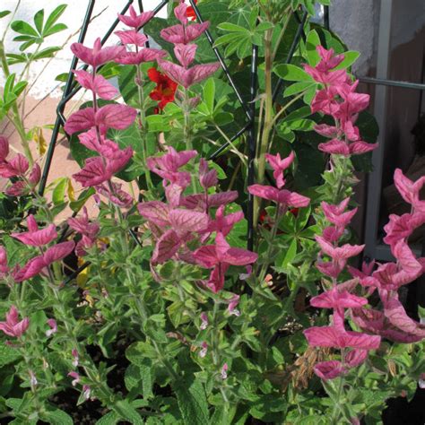 Annual Clary Sage (Salvia viridis) seeds