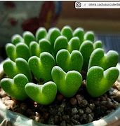 Image result for What Is Bunny Plant