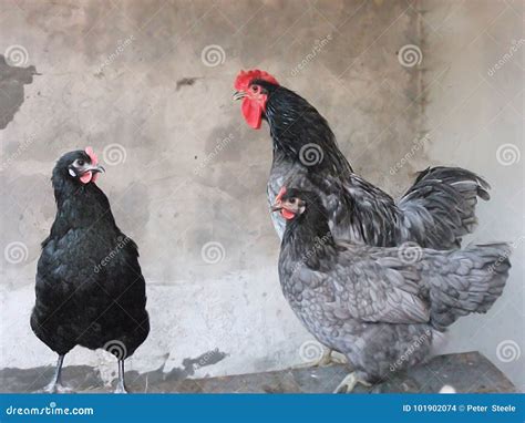 Black and Blue Jersey Giant Cottrell and Hens Stock Photo - Image of ...