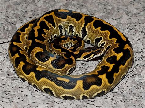 Python Species 的图像结果