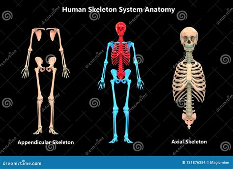 Human Body Skeleton System Appendicular and Axial Skeleton Anatomy Stock Illustration ...