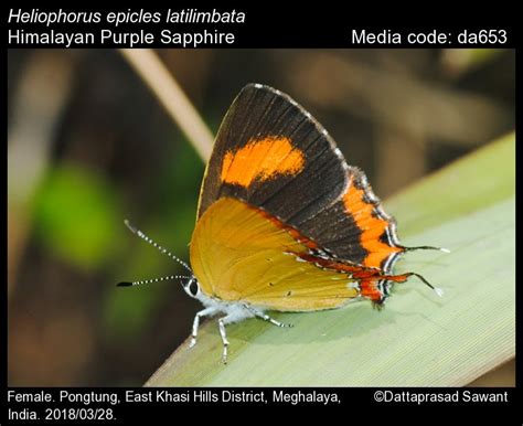 Heliophorus epicles | Butterfly