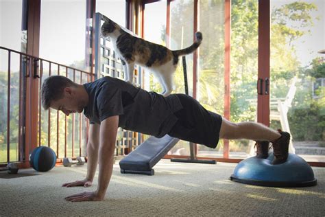 Great Ways To Exercise With Your Cat - Cute Cat Lover