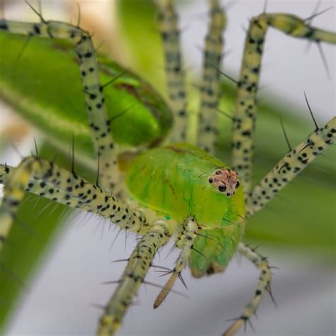 green lynx spider | Project Noah