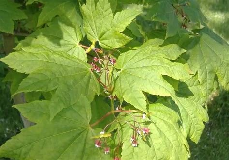 Image result for Maple Tree Identification Guide