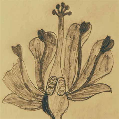 draw a structure of a typical flower I will mark u - Brainly.in