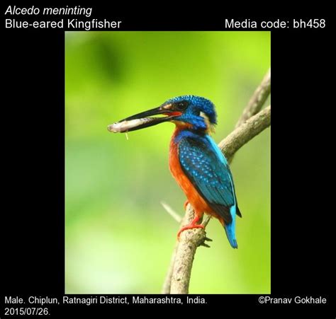 Alcedo meninting Horsfield, 1821 - Blue-eared Kingfisher | Birds