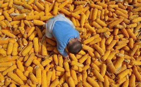 玉米价格每吨涨千元 我国过半的玉米种植加工相关企业注册于东三省