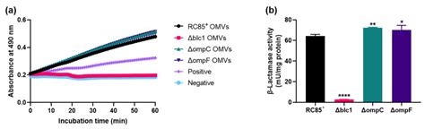 The Importance of Porins and β-Lactamase in Outer Membrane Vesicles on ...