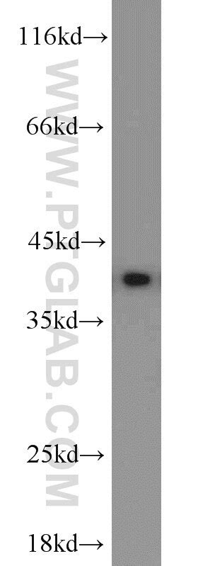 PPID antibody (12716-1-AP) | Proteintech