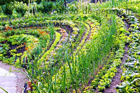 Hortalizas Archivos - Cultivo de pepino