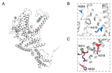 Structure–Function Relationship and Physiological Roles of Transient ...