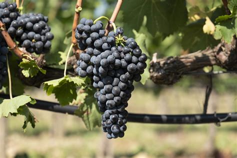 Who invented wine: history and curiosities - Banfi