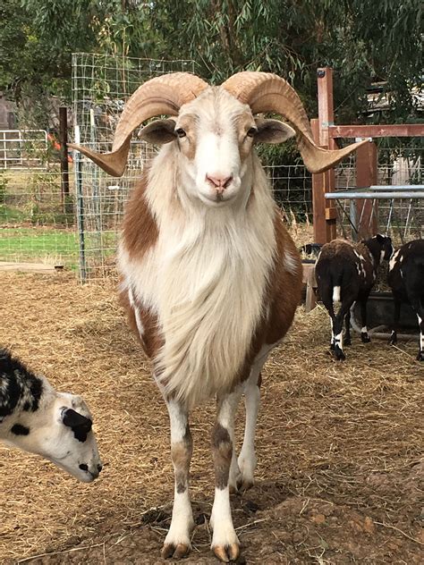 Painted Desert Sheep in Wilton CA - Unique Hair Sheep Breed