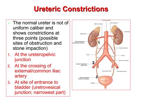 Anatomy Of Ureter