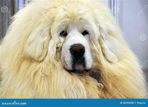 White Tibetan Mastiff stock photo. Image of closeup, black - 30295290