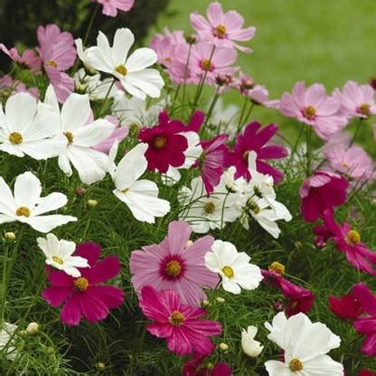 PLANTZON Cosmos Hybrid Flower Seed Price in India - Buy PLANTZON Cosmos ...