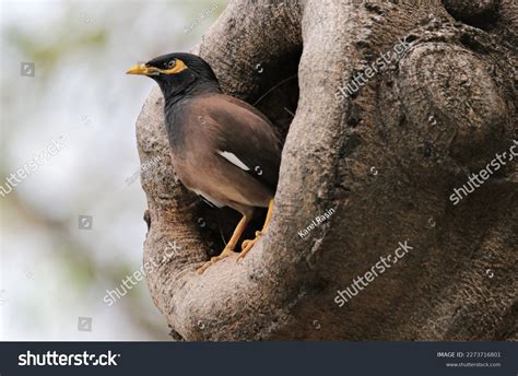 227 Common Myna Nest Images, Stock Photos & Vectors | Shutterstock