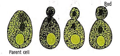 Refer to the given figures and select the correct option.