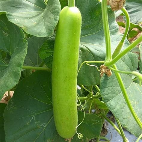 SRI SAI FORESTRY - Organic Bottle Gourd Long Lauki Vegetable Seeds Pack ...