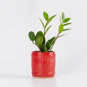 Aravalii ZZ Plant Price in India - Buy Aravalii ZZ Plant online at ...