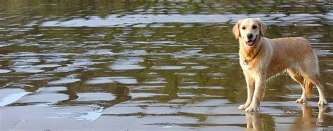 Labrador Retriever Hunting Dogs 的图像结果