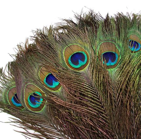 Buy Nutristar Peacock Feather, Full Length Mor Pankh for Home Decor ...