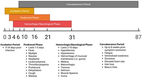 Animal Models of Pathogenic New World Arenaviruses
