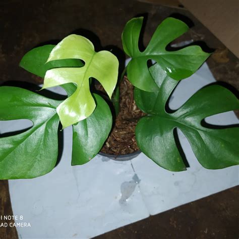 Jual tanaman hias monstera tetrasperma mini - Kab. Bogor - Reguna ...