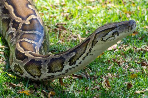 Image result for Python Turtle Recursive Fractal Code