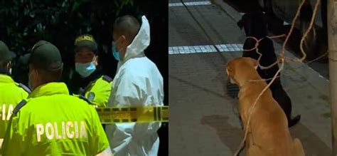 Riña en el sur de Bogotá dejó un muerto, sus dos perros custodiaron el ...
