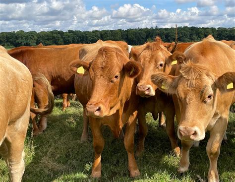 Bedrohte Rinderrasse: Landwirt züchtet aus Überzeugung | agrarheute.com